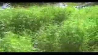 Suzuki 90 ATV Riding in Stream