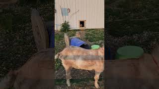 Baby Goats learning Percussion "A barrel of sounds" 🐐🤣🐐