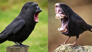 15 Strange And Rare Birds You Have Never Seen! Pt 2