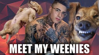 Meet My Puppies !
