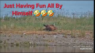 Explore.org KRV Bear 694 Amuses Himself 🤣🤣 Until Bear 28E Comes Along July 7,2026 