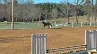 Egan. 8 Year Old Appendix Gelding For Lease