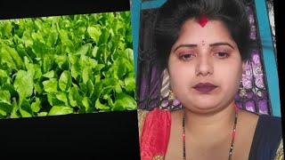 palak ka khet 🌿