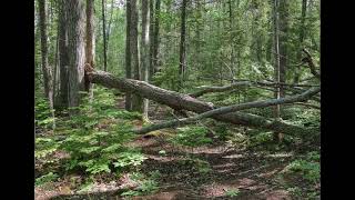 A Minor Forest: Sunday Morning Flute Meditation