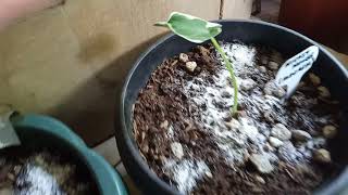 💞MICKEY ❤️ MOUSE ❤️ PLANT (Babies)💞 (short video)