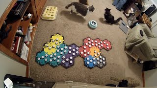 All The Kitties Saying Goodbye As Dad Leaves For A Business Trip