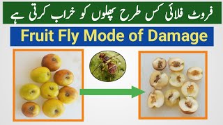 Fruit Fly Mode of Damage | Fruit Flies Control #fruitfly