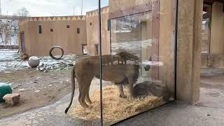 Facebook Field Trip - Natural Feeding with our Lion Pride!