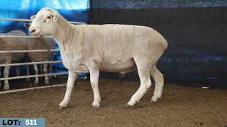 LOT 511 Illoura 2026 White Suffolk Stud Dispersal   Mating Sires