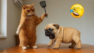 Vídeos engraçados de gatos😆 Vídeos engraçados de animais 😹🐈