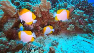 Diving Molokini 230217