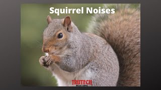 Squirrel Noises | What Do Squirrels Sound Like? | Trutech Wildlife Service