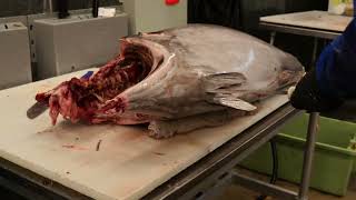 Butchering a Massive Bluefin Tuna | Expert Precision & Speed 🔪🐟