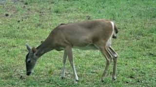 Deer Wisdom for Moving Forward with Grace #HumanNatureMonday Series with Terez Firewoman