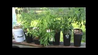 9 24 14 RGGS (Rain Gutter Grow System)