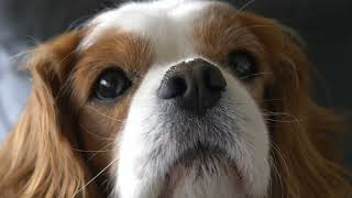 Cute Dog HD Stock Video #stockfootage #backgroundvideo #stockvideo #dog #doglover #dogsoftiktok