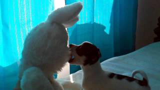 Charlie fights the Easter Bunny!