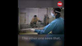 MONKEY’S REACTION WHEN UNFAIRLY TREATED