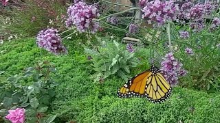 It is almost spring! Slow motion butterflies, enjoy.