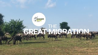 The Great Wildebeest Migration - Serengeti National Park 2022