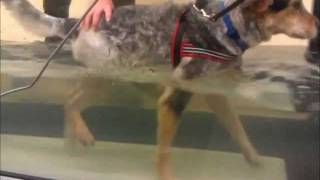 Tuckers Water Treadmill Therapy