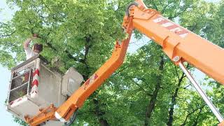 Tree Pruning Services