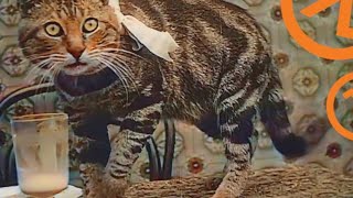 Half-Life Cat Steals Gordon's Milk (Again)
