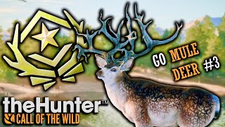 HUNTING & FILMING GREAT ONE MULE DEER #3 IN THE HUNTER CALL OF THE WILD! COBWEB ENIGMA CLASSIC RACK!