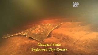 Maugean Skate (Zearaja maugeana) - an extremely rare fish endemic to Tasmania, Australia (A)