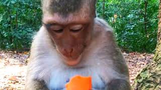 #monkey #rojo .Monkey sitting eating carrots Part.39