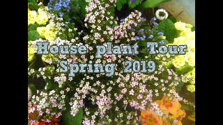Houseplant Tour: Spring 2019