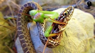 Mantis vs Snake - Who will win in a fight?