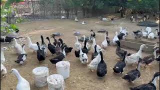 Duck farming in Manipur. #manipur #duck #villagelife