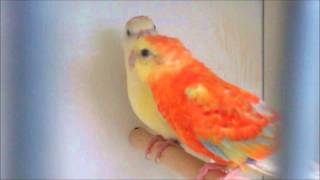 New In - Red Rump Mutation Parakeets
