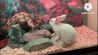 Warning Live feeding Boa constrictor  sultana  p1بوا عاصرة