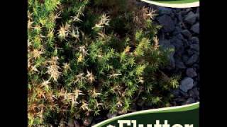 KiloWatts - Deliriously