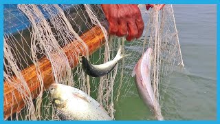 Live Hilsa Catching Video