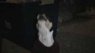 Dog sing a luallby