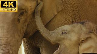 4k ASIAN ELEPHANT video with relaxing nature sounds and music