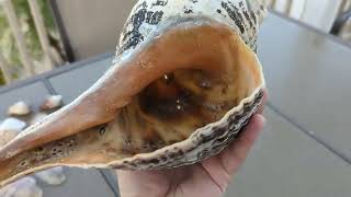 Shell Haul, Anna Maria Island