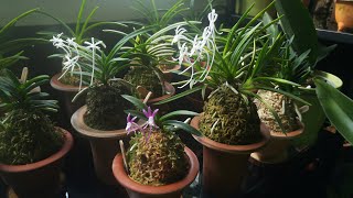 Couple neos in bloom
