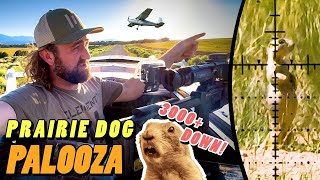Prairie Dogs Have OVERRUN this Airport - We have the Solution!