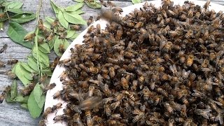 The BEEEES!