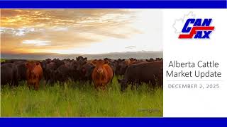 Alberta Cattle Market: The concern for the market is reduced slaughter rates | 2025.12.2