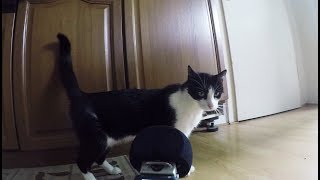 Happy world cat day