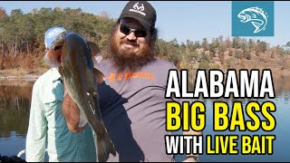 Trolling for BIG Bass with Live Bait in Alabama | John Godwin and Justin Martin