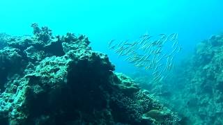 Peloton of Pipe Fish