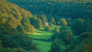 autumn flowers, tea and reading (a calm piano playlist)