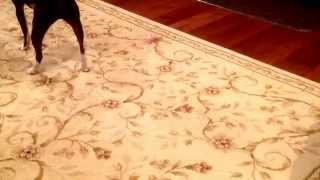How to keep Toby busy.