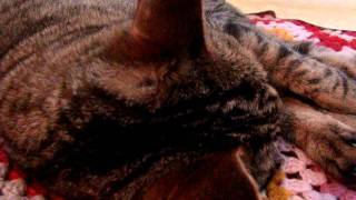 bless you cat